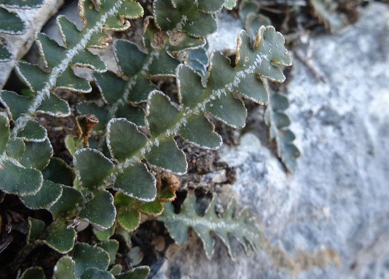 Asplenium ceterach (erba ruggine) - Aspleniaceae